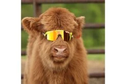 Lunettes Pit Viper The 1993 Polarized Double Wide -Équipement De Vélo lunettes pit viper the 1993 polarized double wide 2